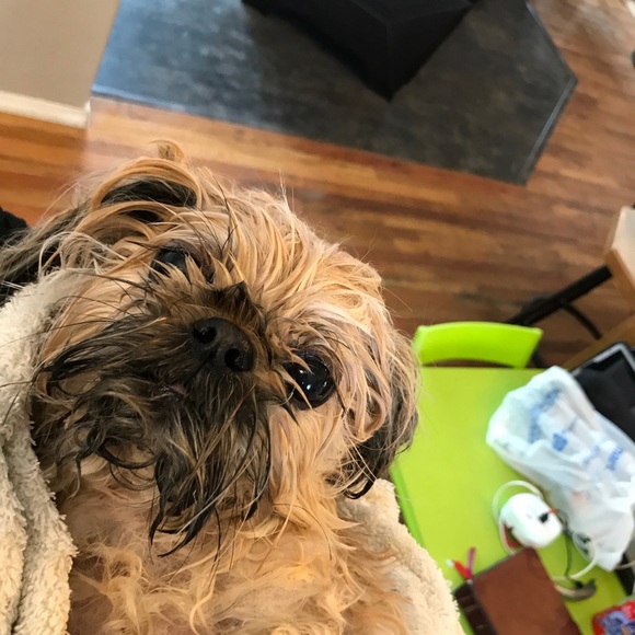 Shitzu - Picture 3 of 6